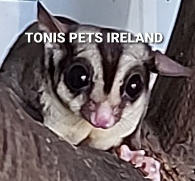 Sugar glider ireland