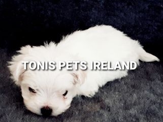 Maltese puppies ireland
