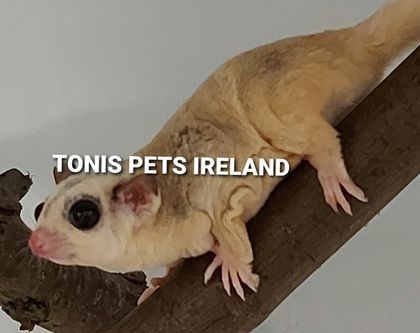 sugar glider ireland
