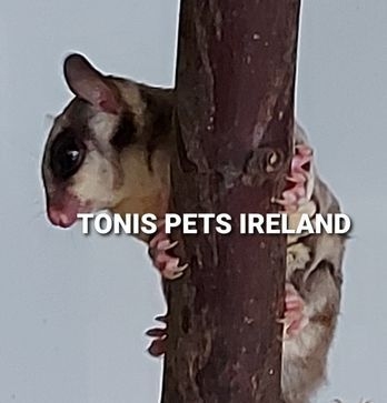 sugar glider ireland