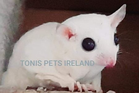 Leucistic Sugar Glider Ireland