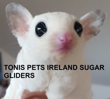 sugar glider ireland