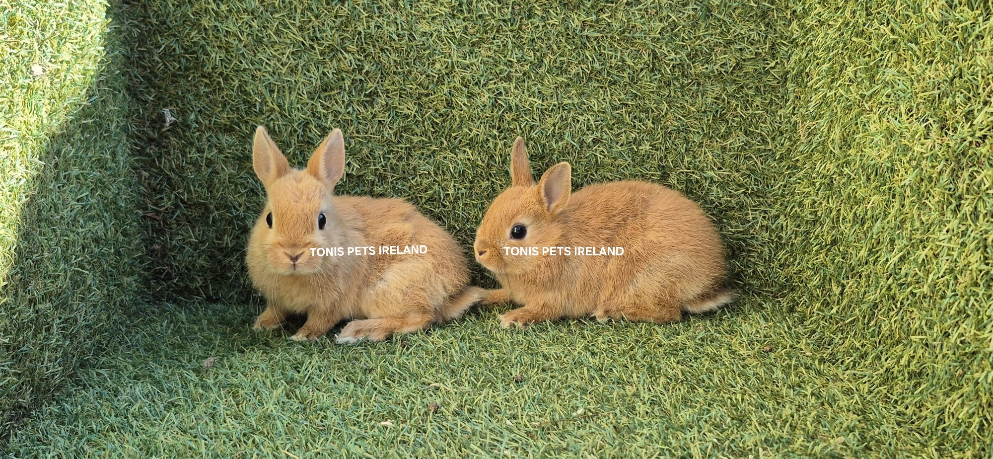 NETHERLAND DWARF RABBITS