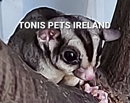 sugar glider ireland