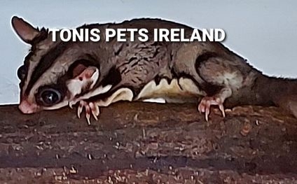 sugar glider ireland
